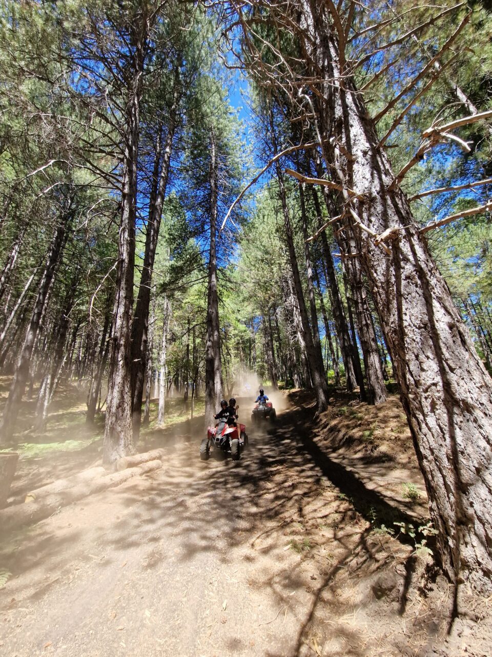 Quad tour bosco Pineta Ragabo